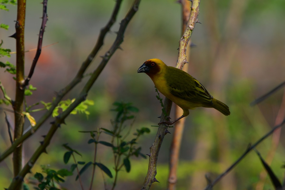 Rüppell's Weaver - ML638707245
