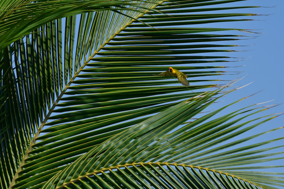Rüppell's Weaver - ML638707246