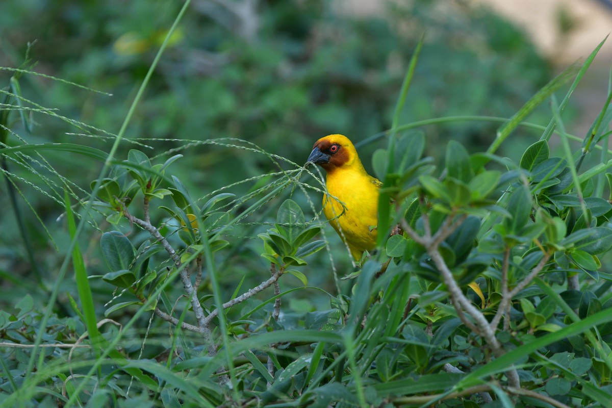 Rüppell's Weaver - ML638707248