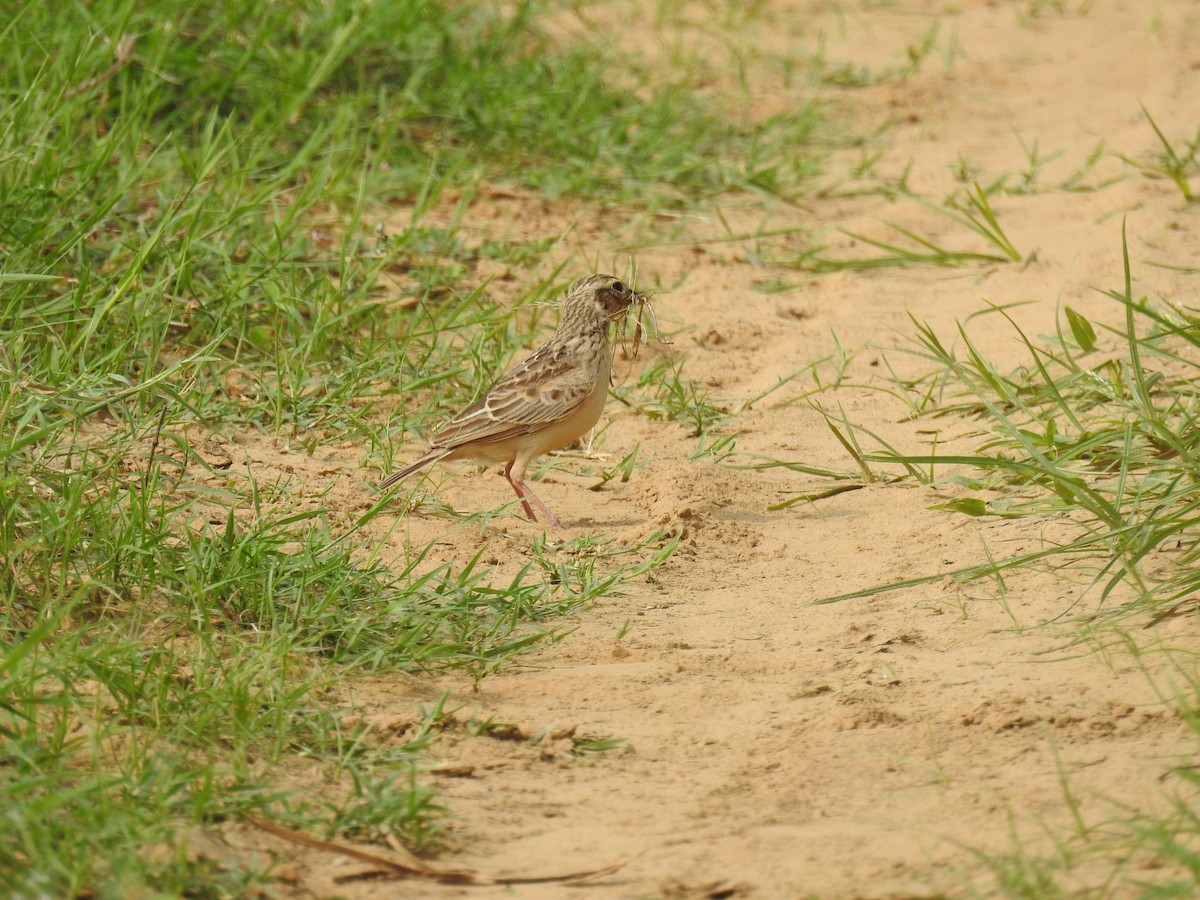 Singing Bushlark - ML638707251