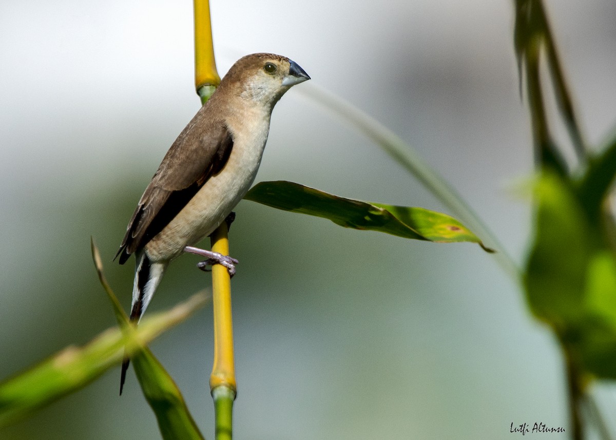 Indian Silverbill - ML638707271