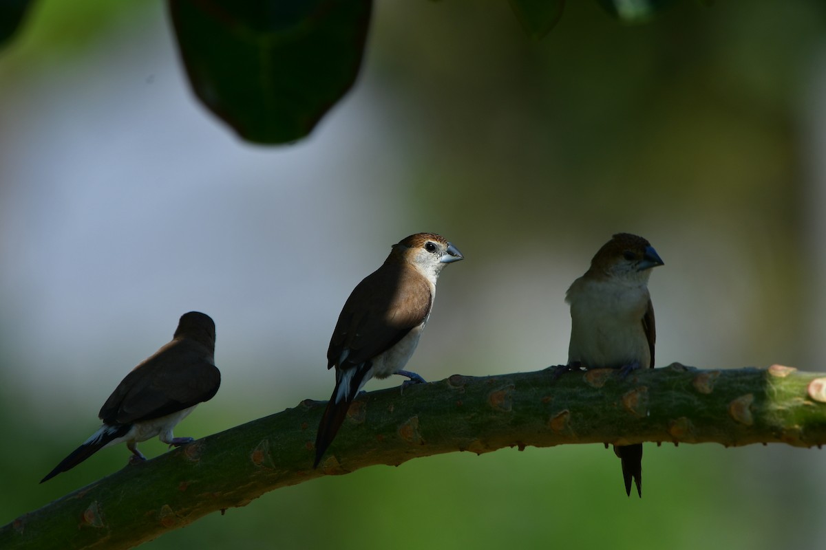 Indian Silverbill - ML638707273