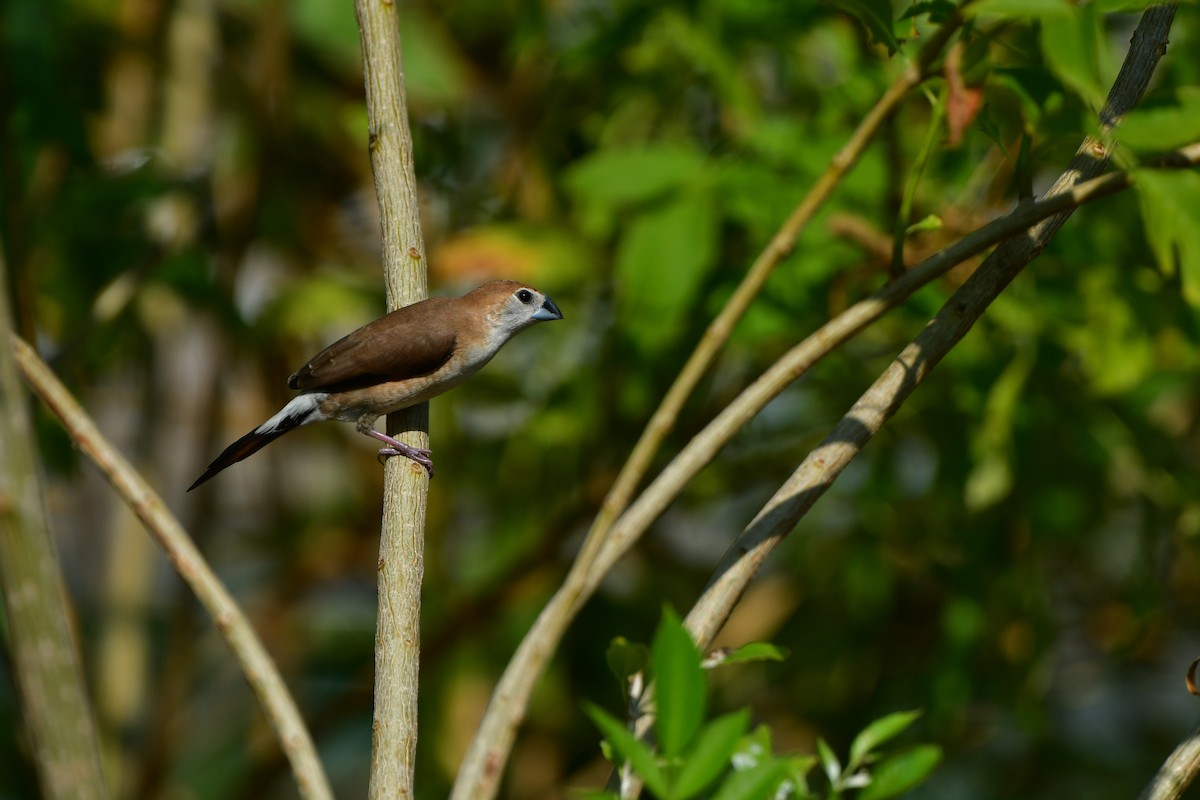 Indian Silverbill - ML638707274