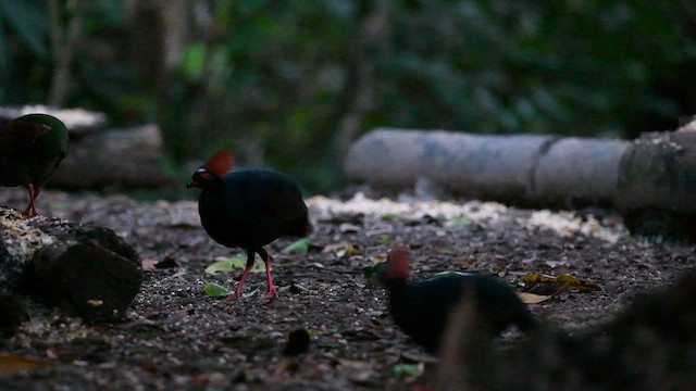 Crested Partridge - ML638707289