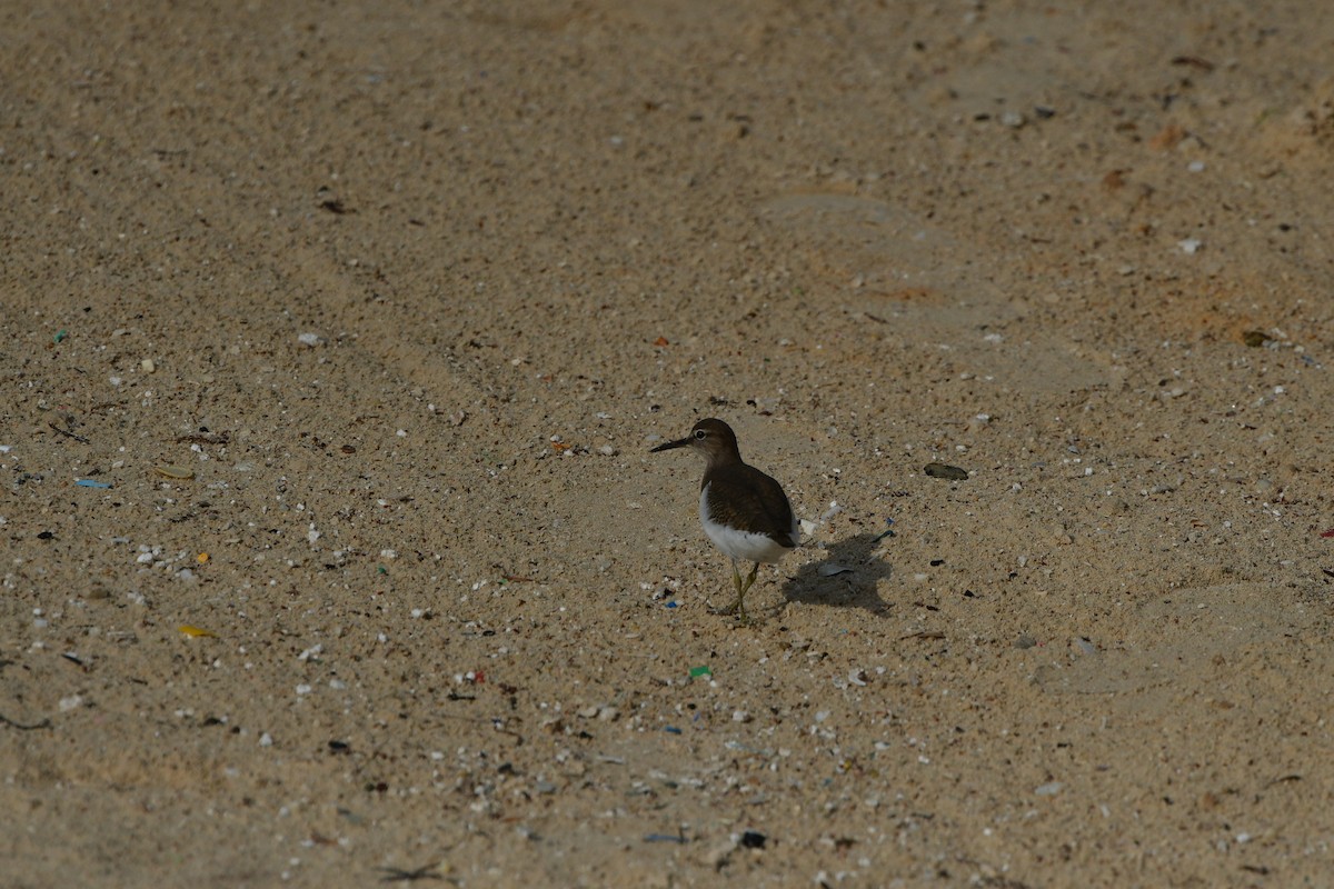 Common Sandpiper - ML638707332
