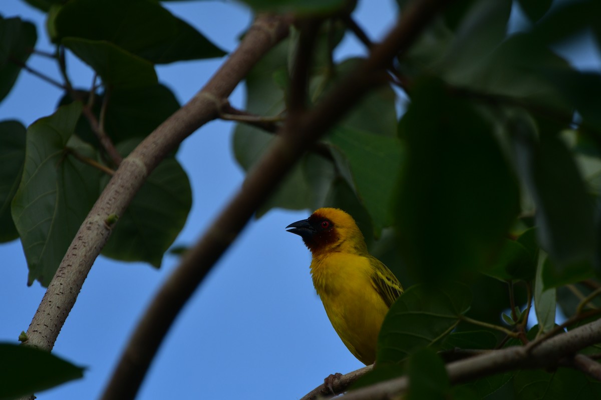 Rüppell's Weaver - ML638707338