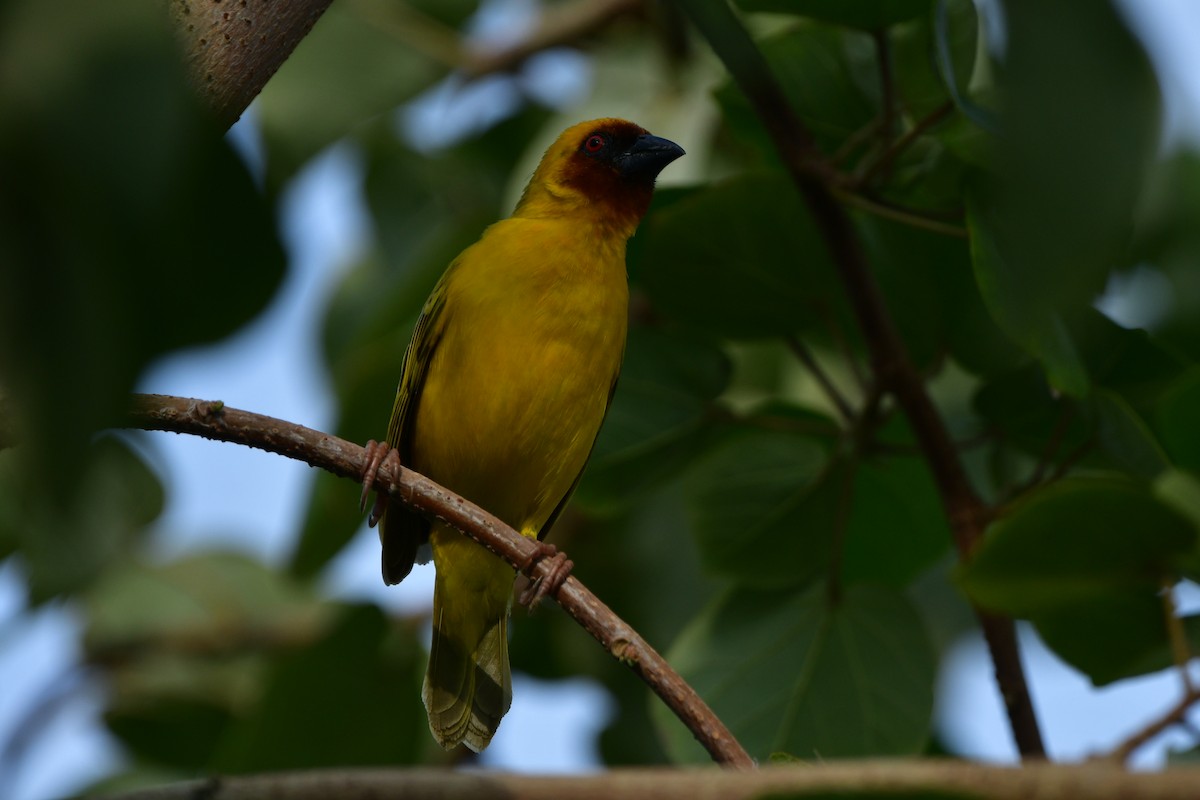 Rüppell's Weaver - ML638707339
