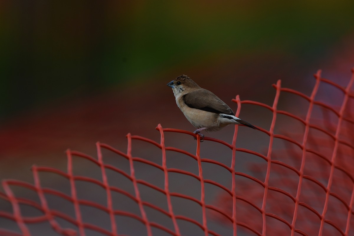 Indian Silverbill - ML638707343