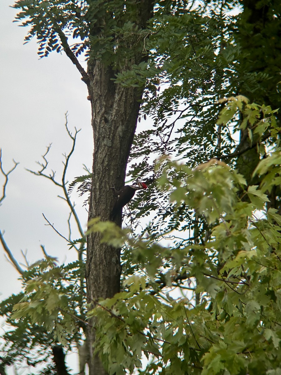 Pileated Woodpecker - ML638707349