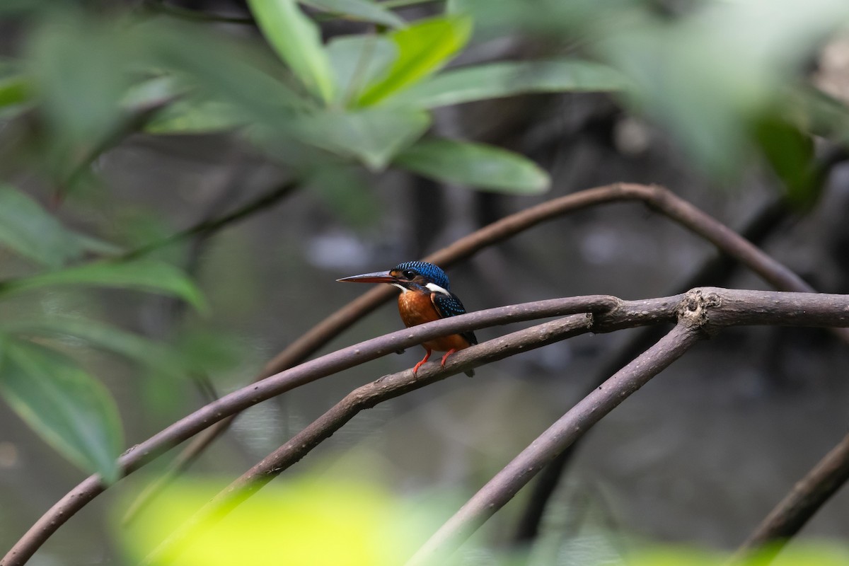 Blue-eared Kingfisher - ML638707385
