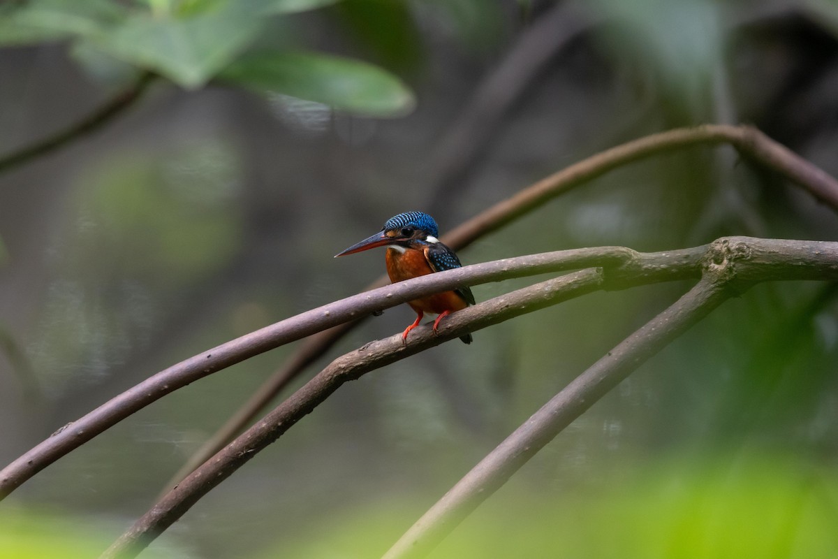 Blue-eared Kingfisher - ML638707386