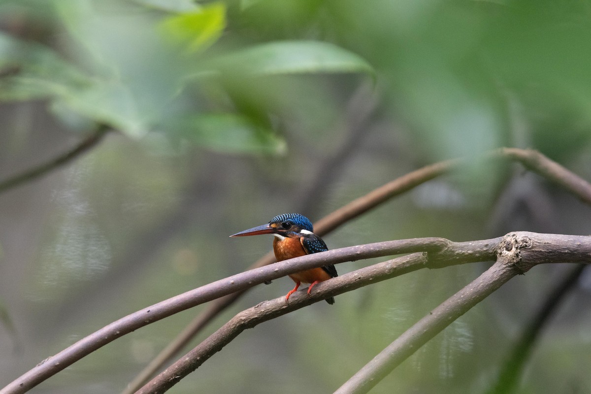 Blue-eared Kingfisher - ML638707388