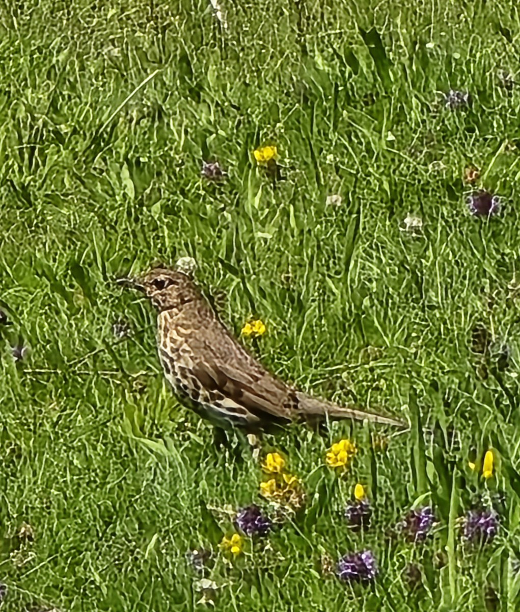 Song Thrush - ML638707394