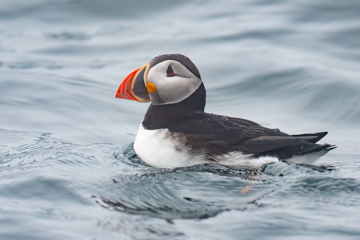 Atlantic Puffin - ML638707458