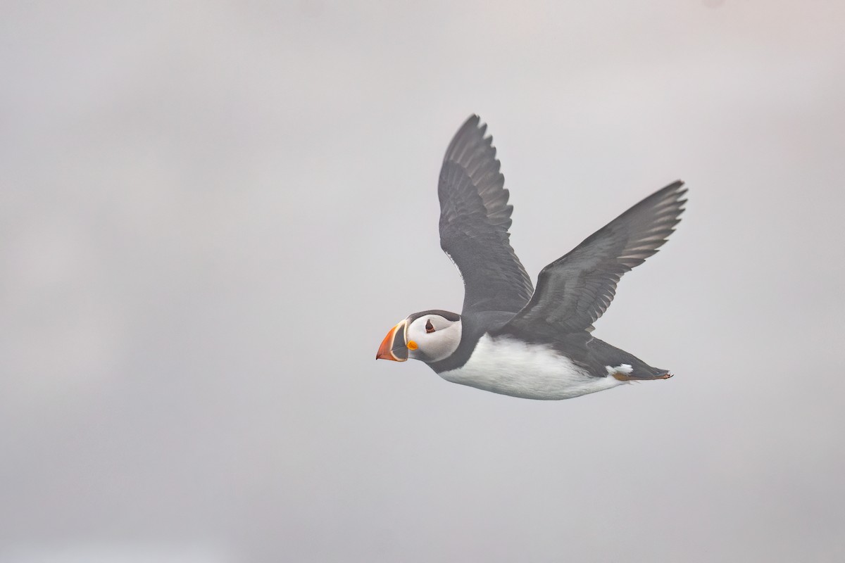Atlantic Puffin - ML638707459