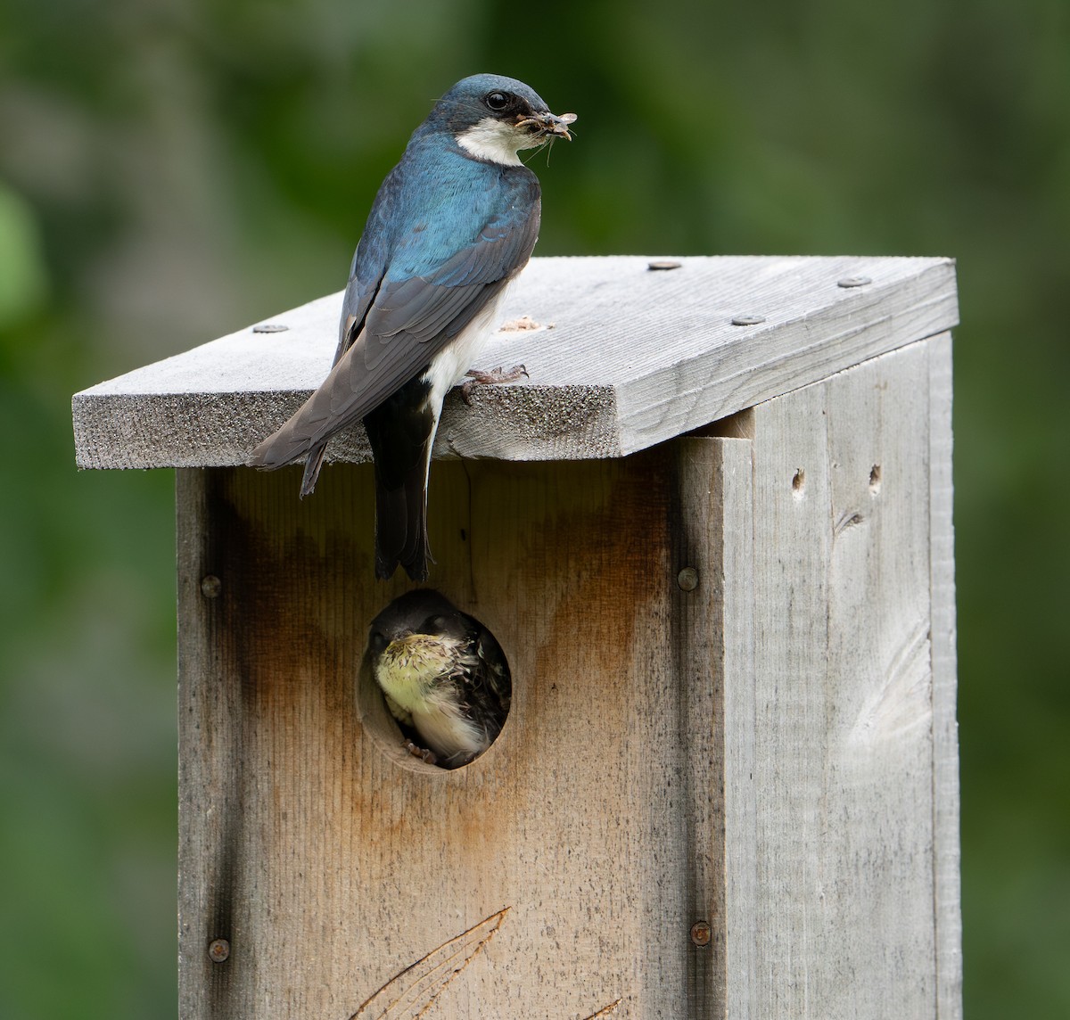 Tree Swallow - ML638707465