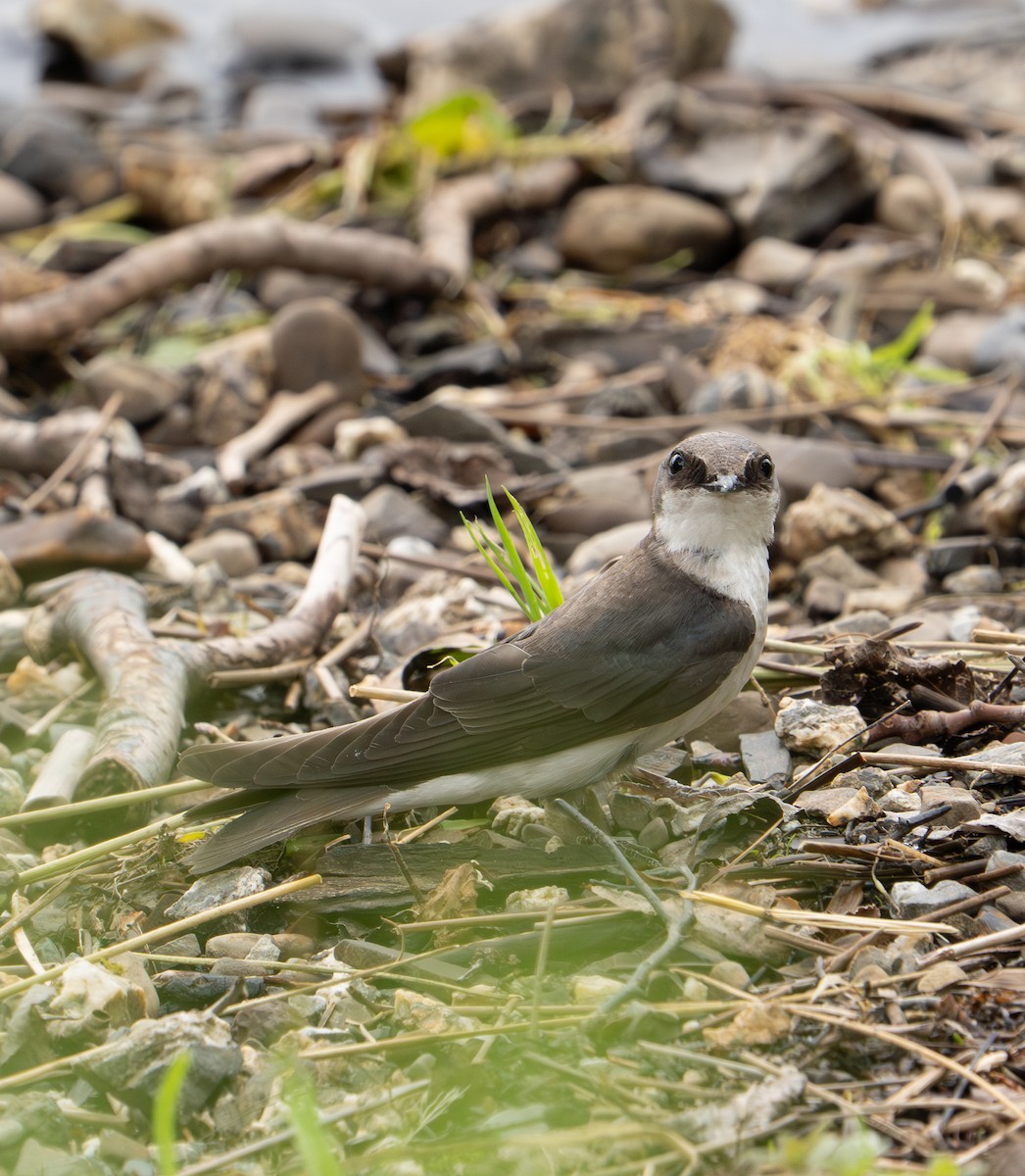Tree Swallow - ML638707467