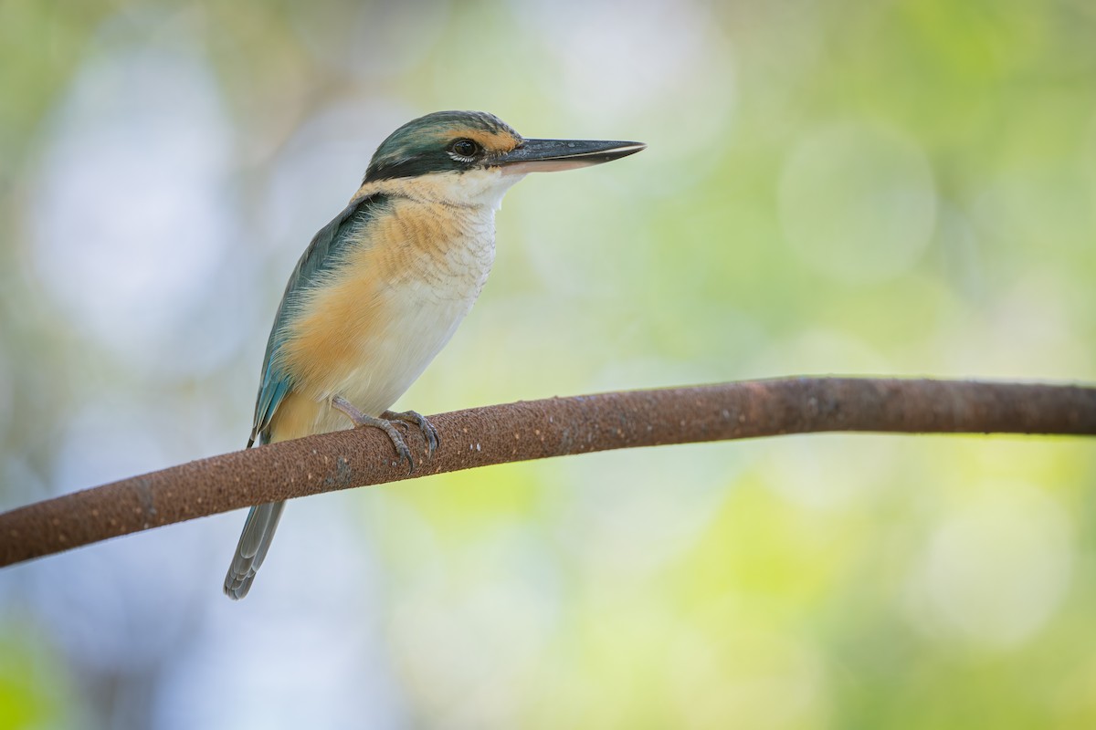 Kutsal Yalıçapkını - ML638707486