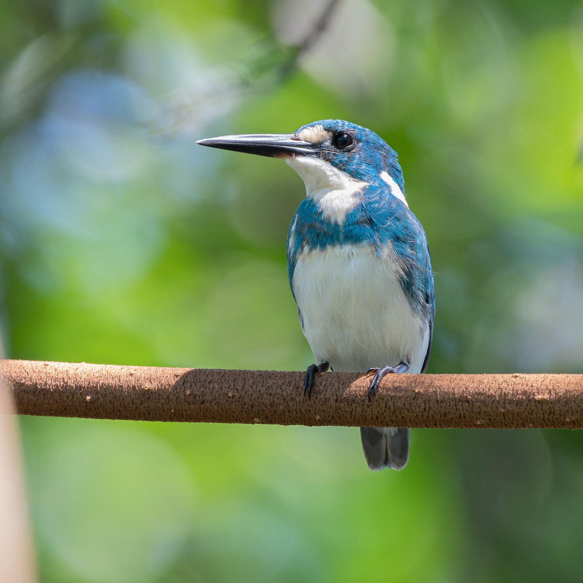 Gökçe Yalıçapkını - ML638707497