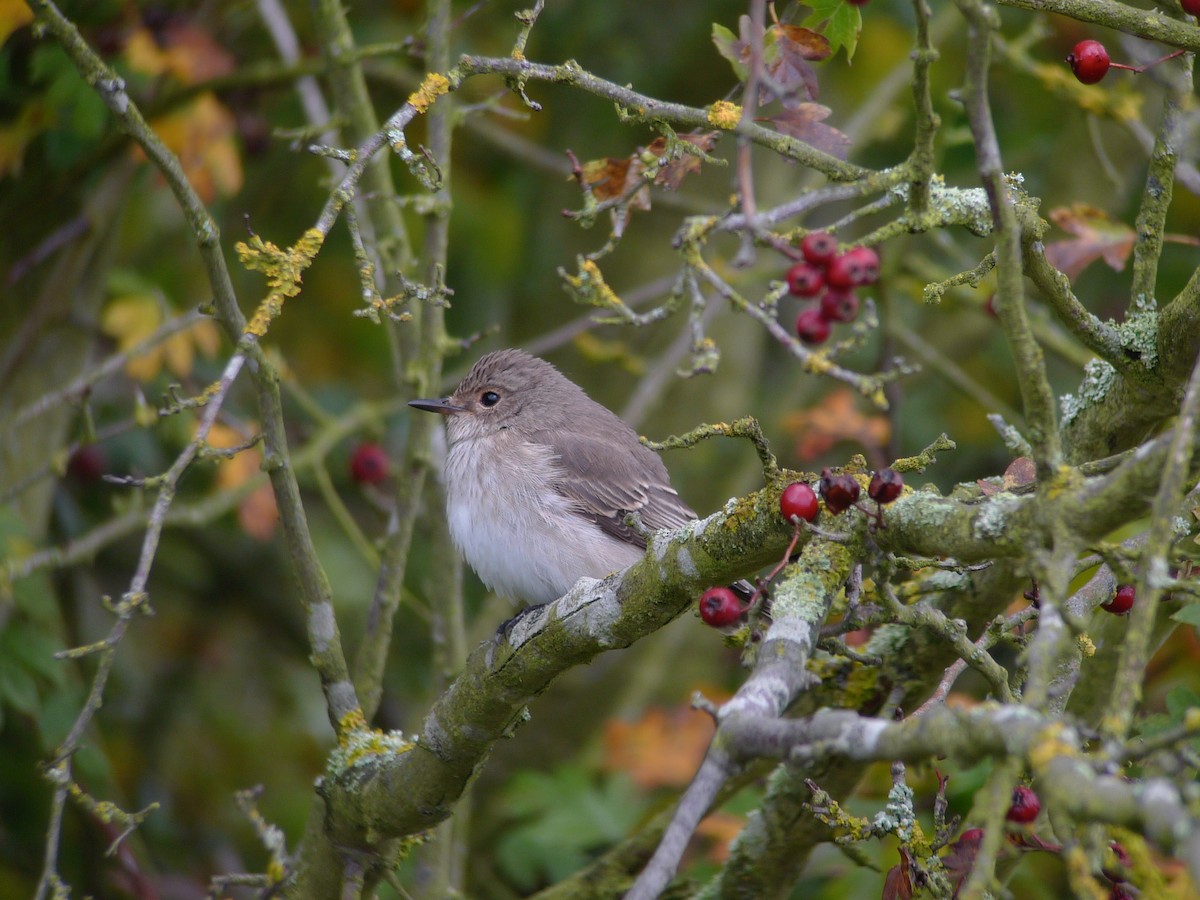 Spotted Flycatcher - ML638707519