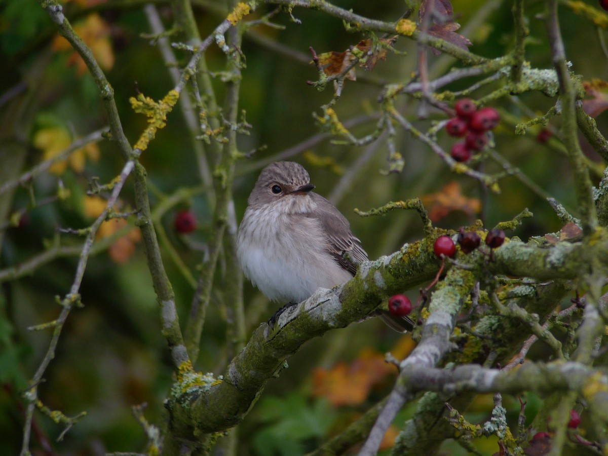 Spotted Flycatcher - ML638707525