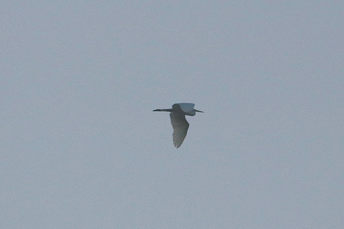 Great Egret - ML638707527
