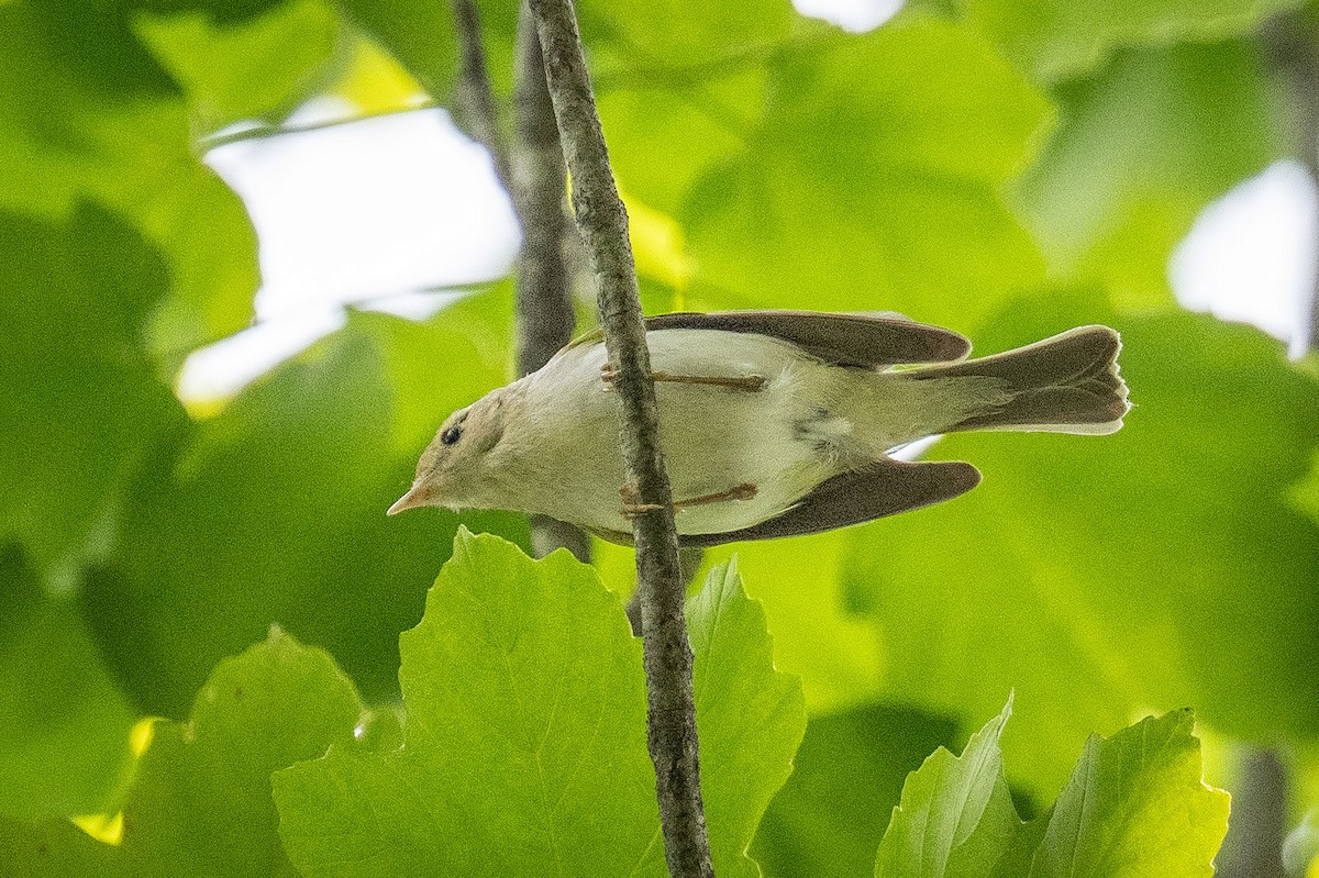 Bonelli Çıvgını - ML638707553