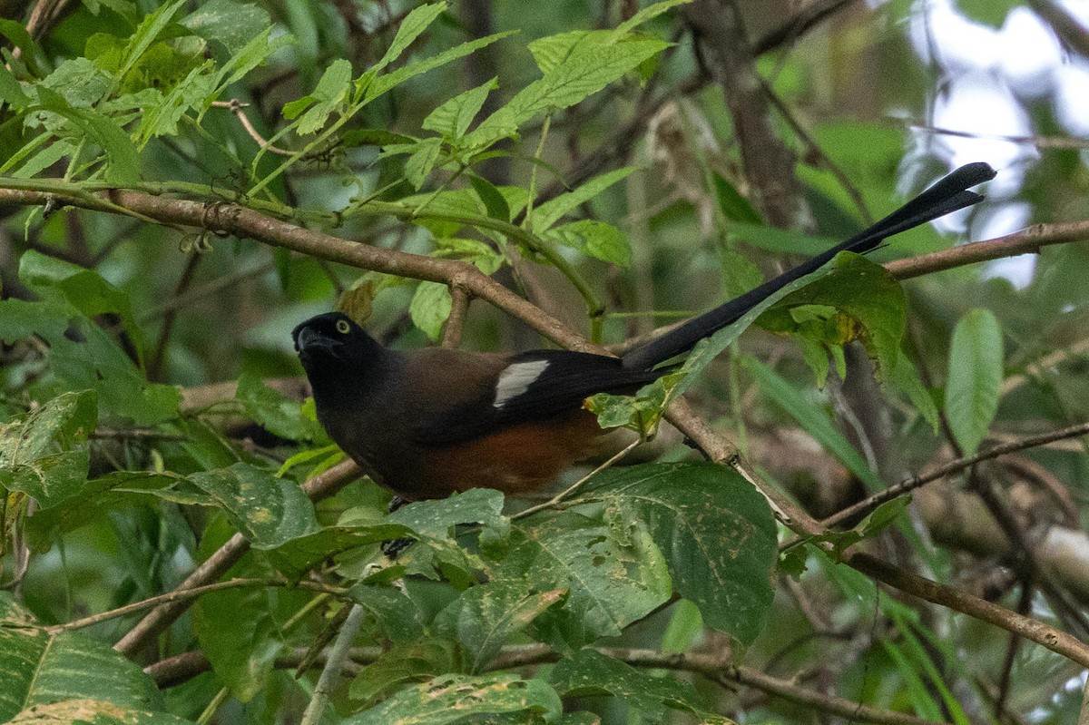 Andaman Treepie - ML638707579