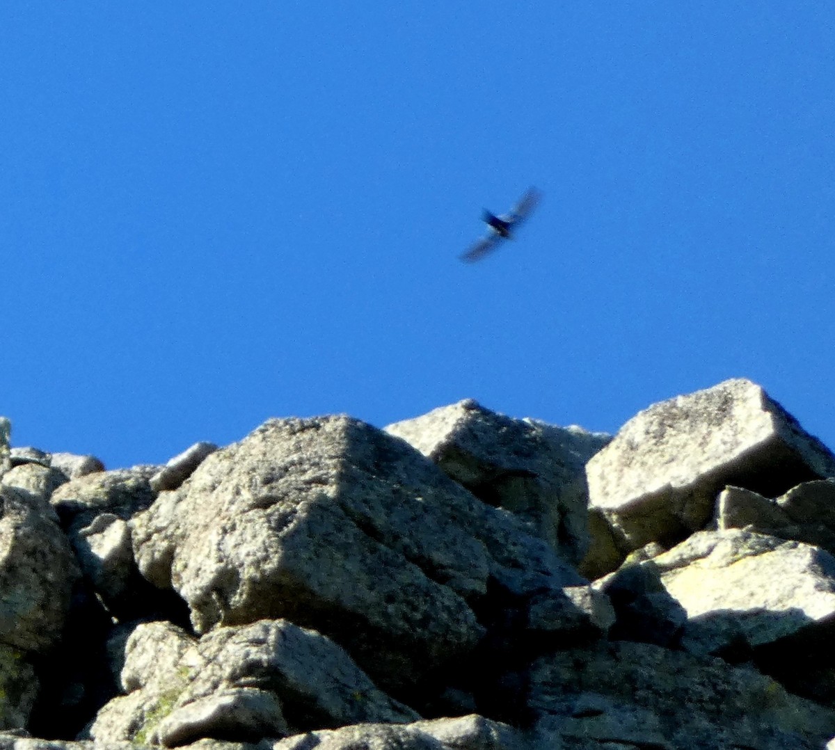 White-throated Swift - ML638707583