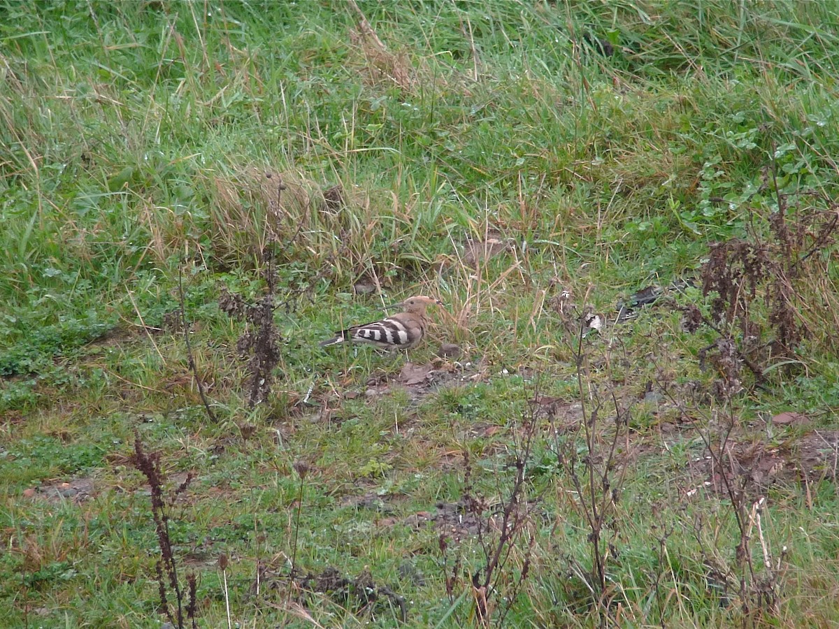 Eurasian Hoopoe - ML638707605