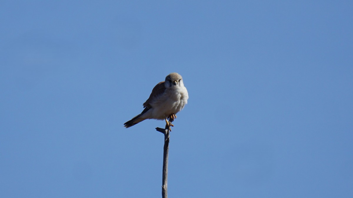 Nankeen Kestrel - ML638707642