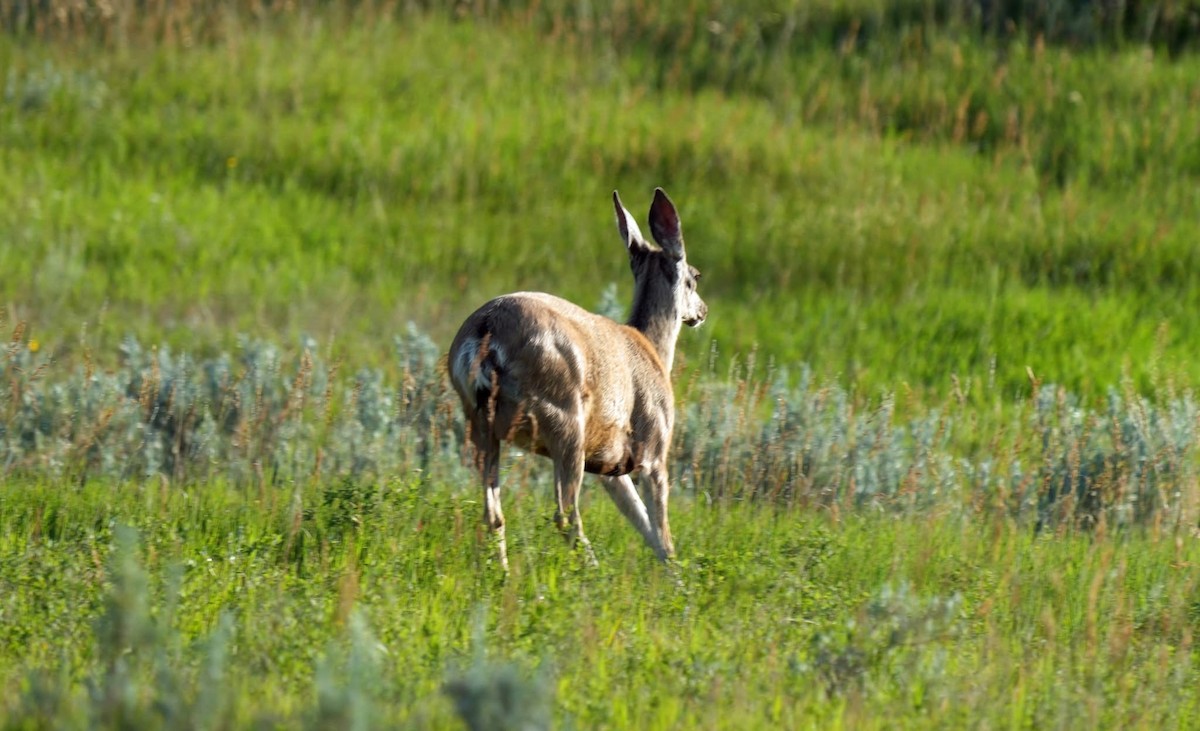 Mule Deer - ML638707674