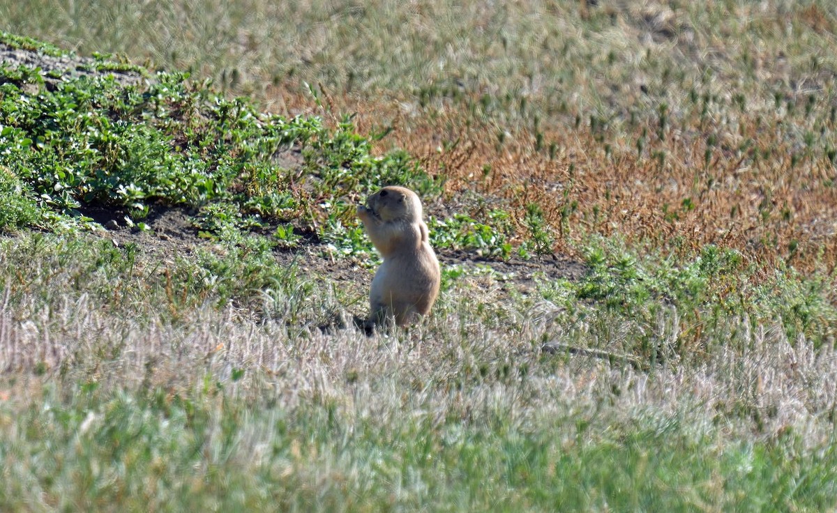 Black-tailed Prairie Dog - ML638707675