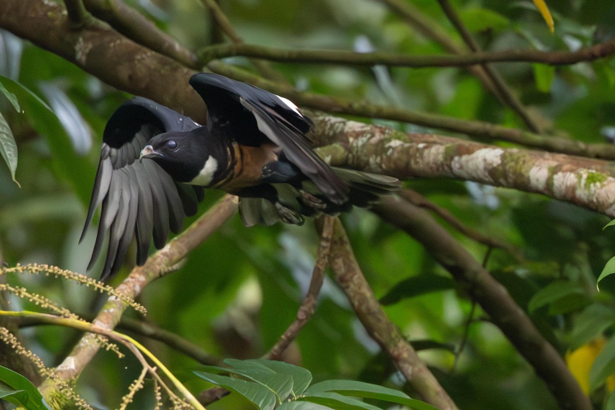 黑冠鵑隼 - ML638707716