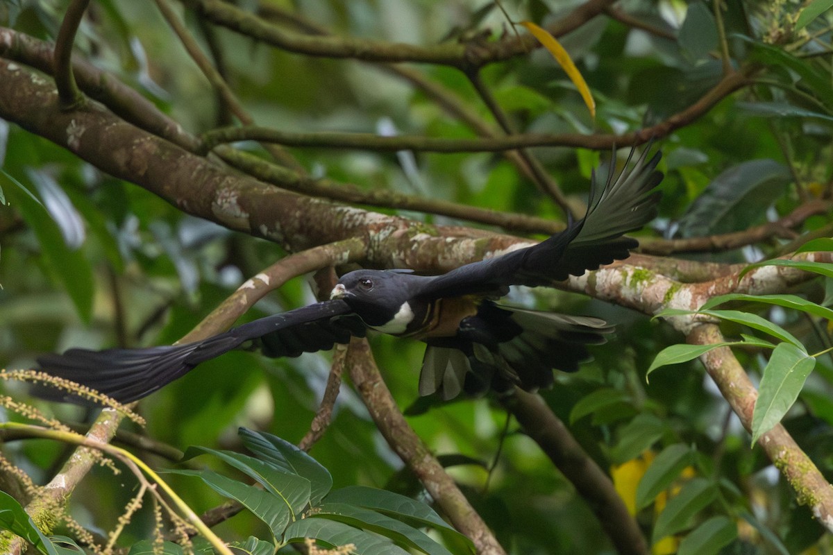 黑冠鵑隼 - ML638707717