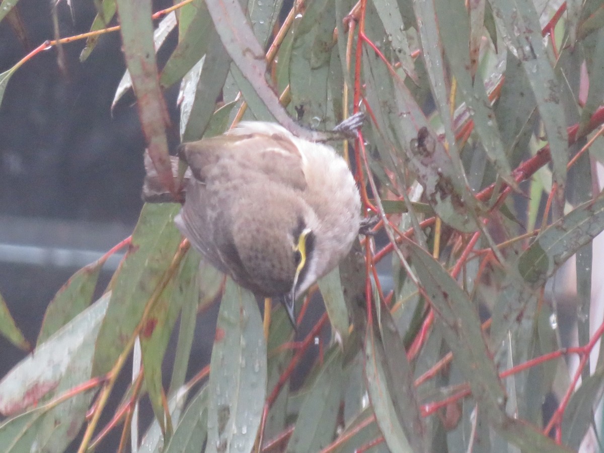 Yellow-faced Honeyeater - ML638707718