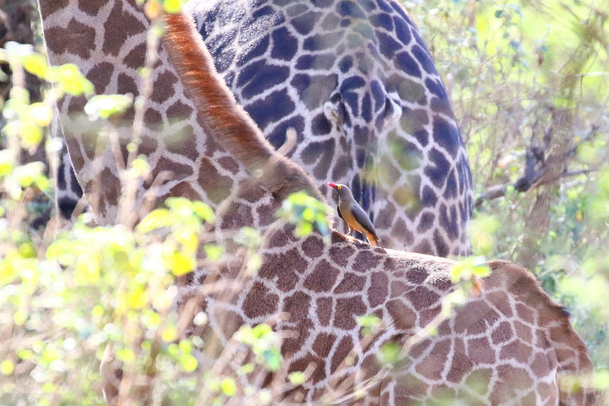 Red-billed Oxpecker - ML638707729