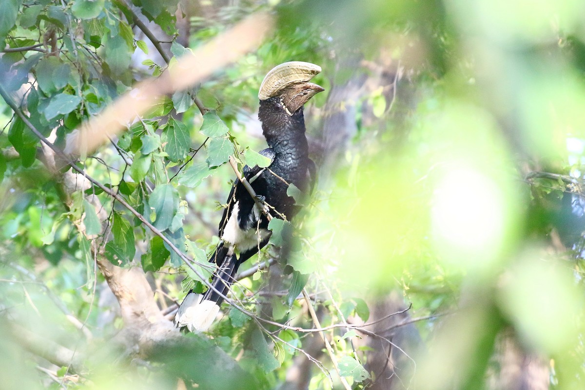 Silvery-cheeked Hornbill - ML638707730