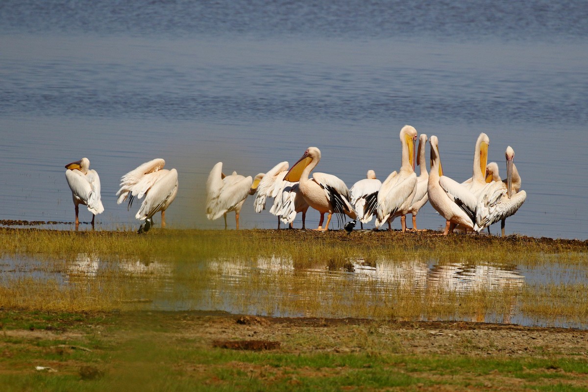 Great White Pelican - ML638707732