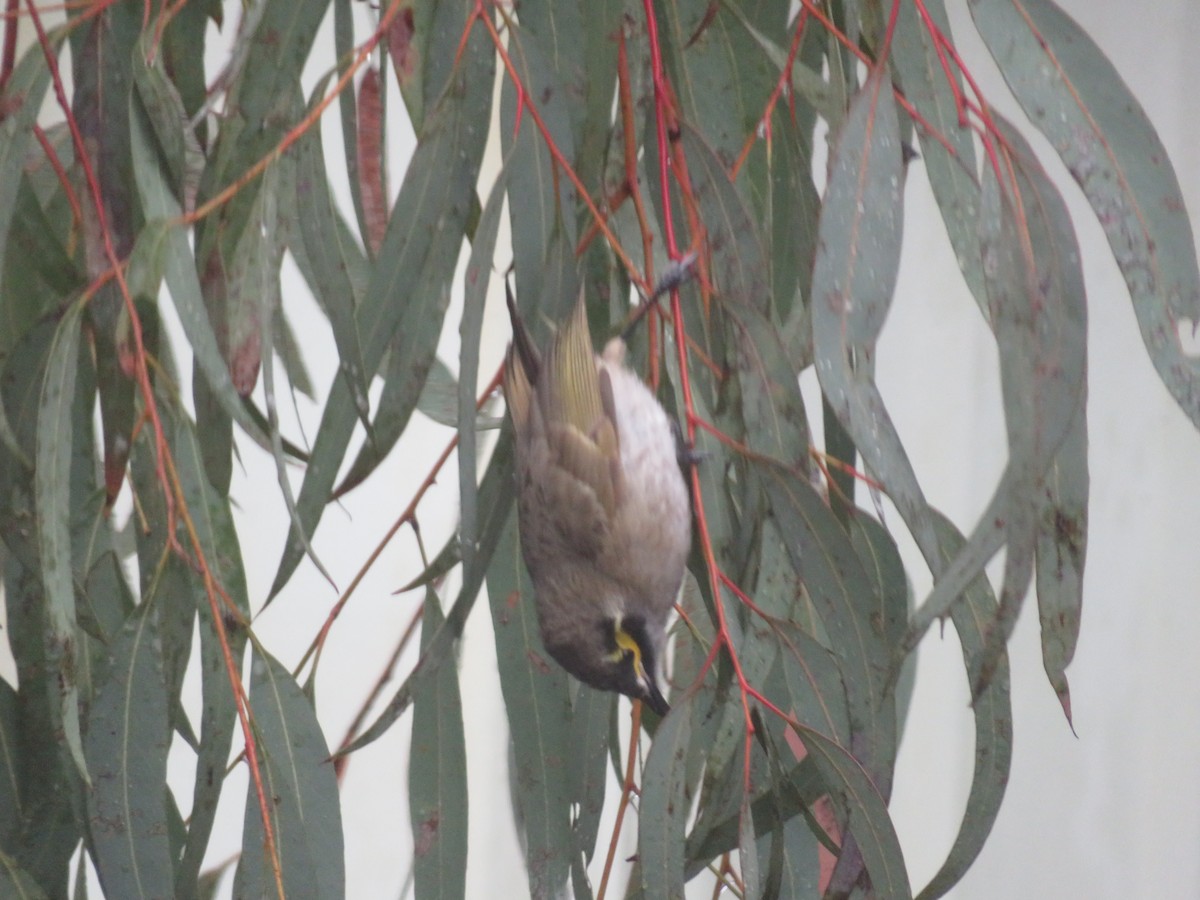 Yellow-faced Honeyeater - ML638707733
