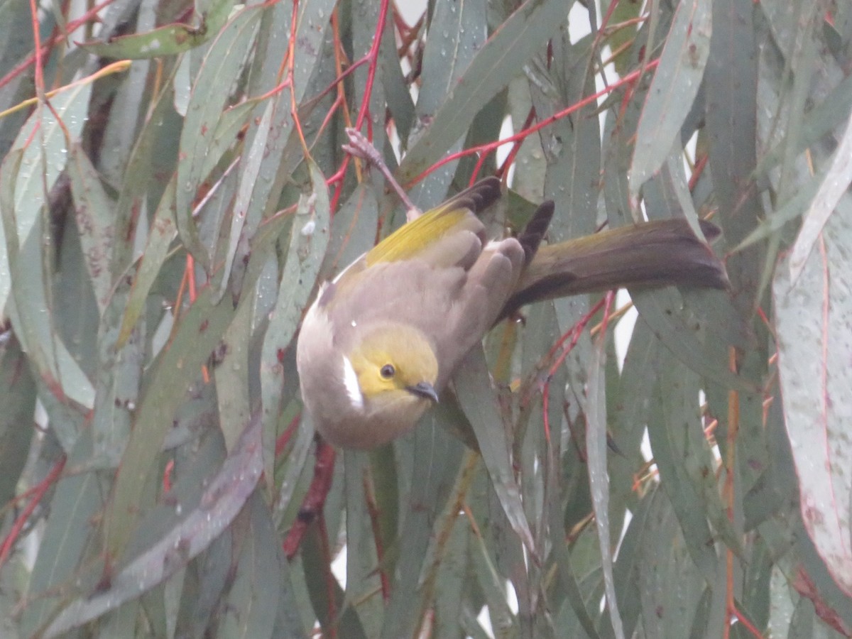 White-plumed Honeyeater - ML638707738