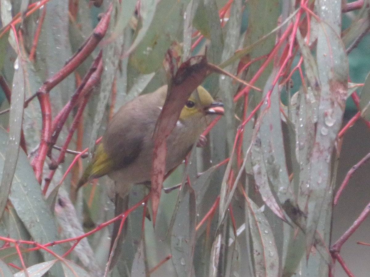 White-plumed Honeyeater - ML638707745
