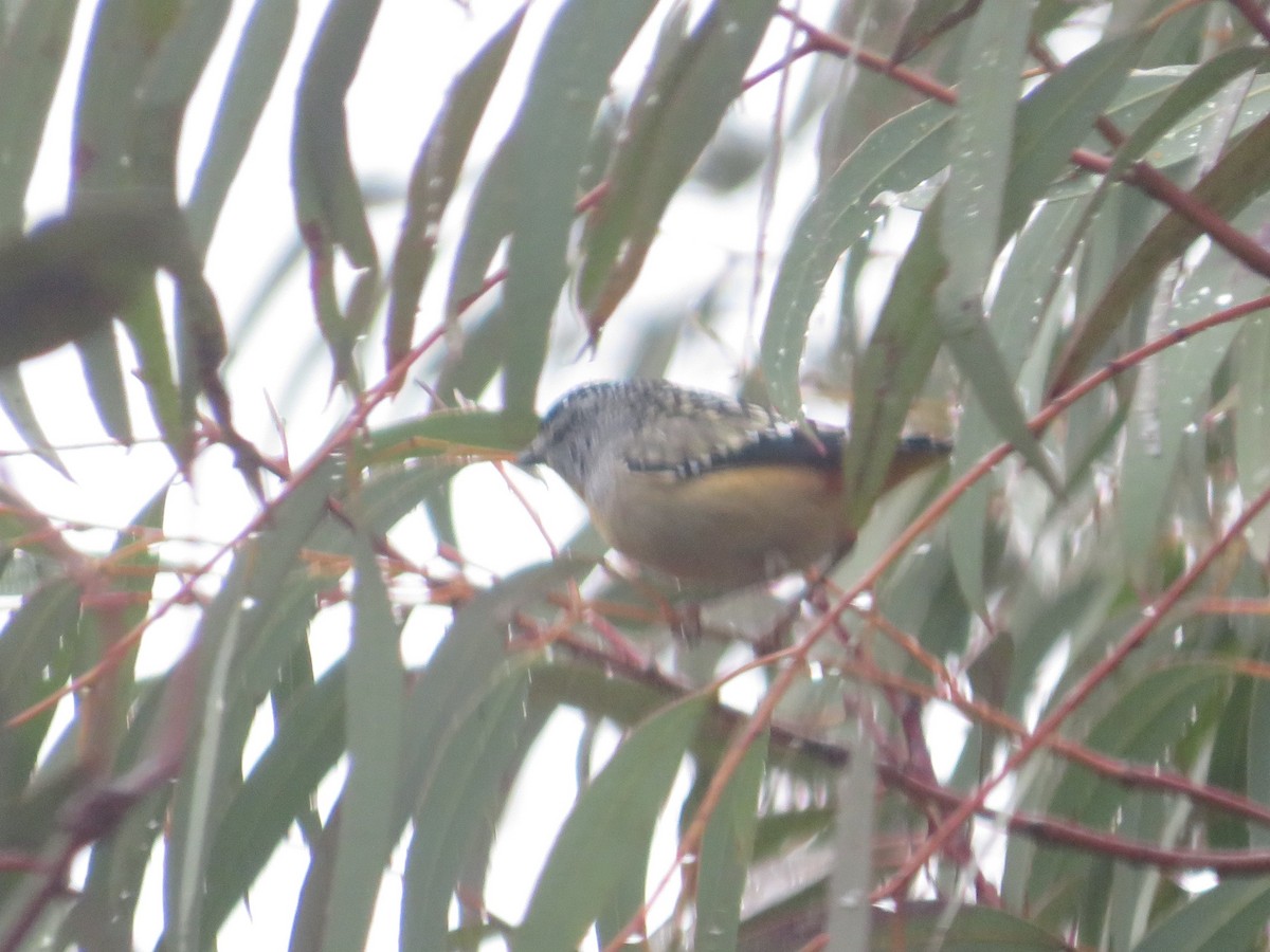Spotted Pardalote - ML638707766