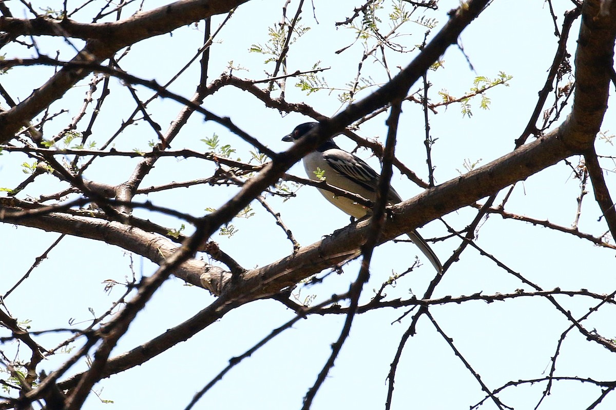 Black-backed Puffback - ML638707770