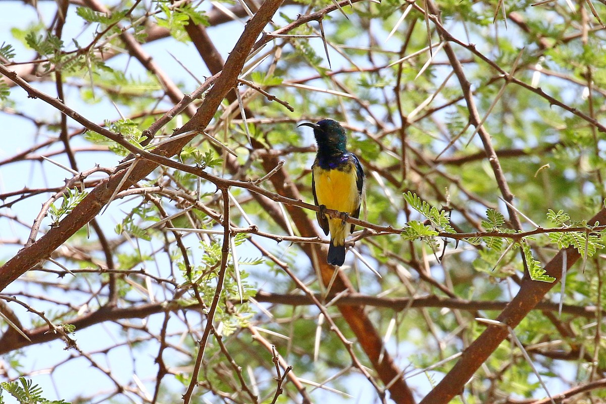 Variable Sunbird - ML638707780