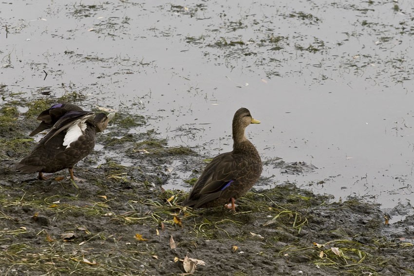 American Black Duck - ML638707781