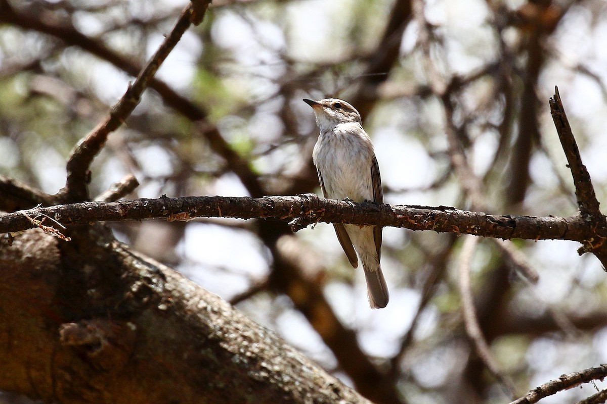 Spotted Flycatcher - ML638707782
