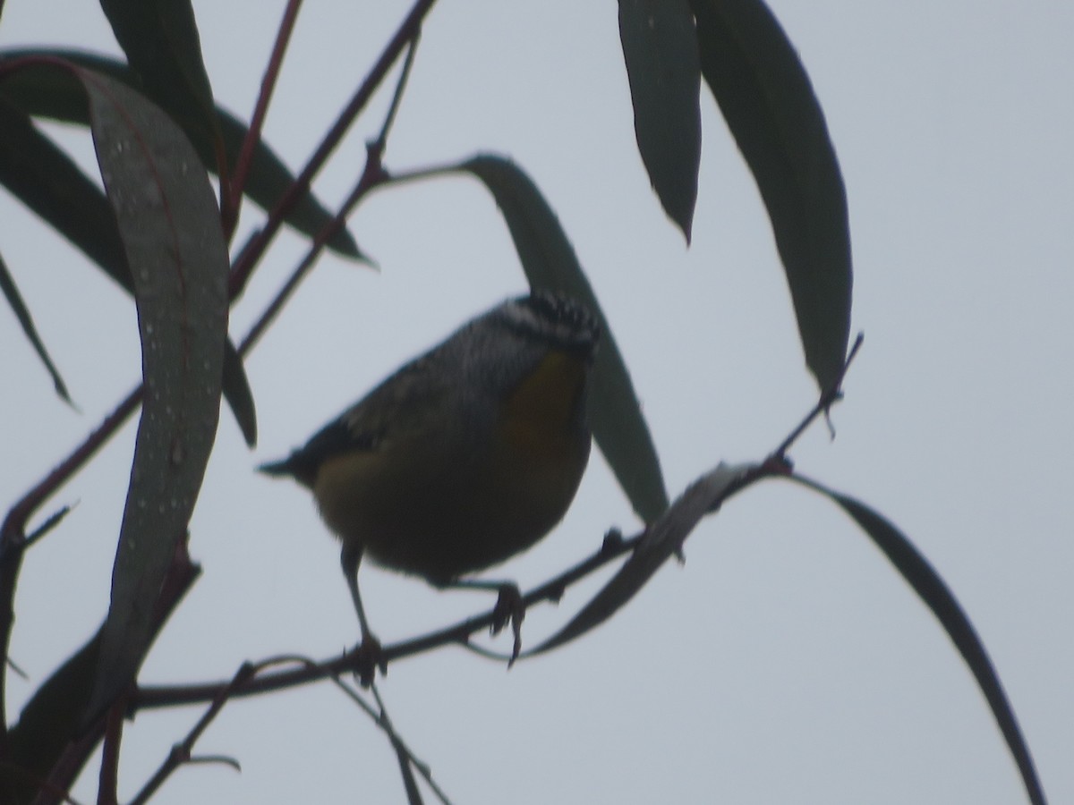 Spotted Pardalote - ML638707786
