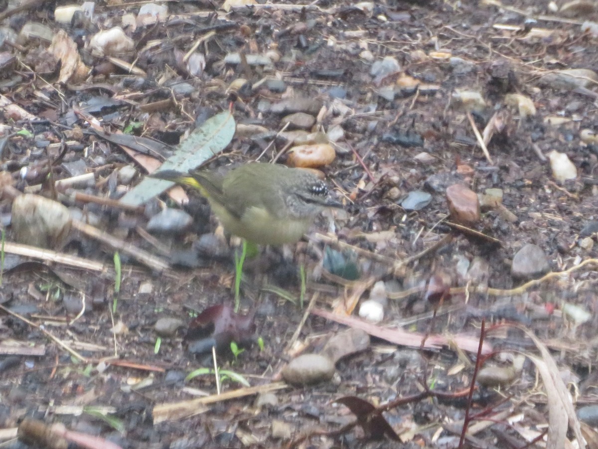Yellow-rumped Thornbill - ML638707795