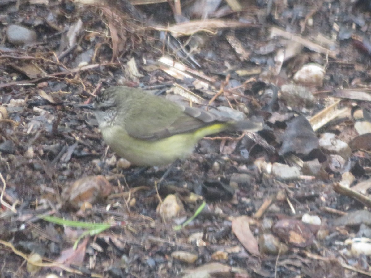 Yellow-rumped Thornbill - ML638707796